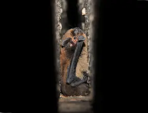 KI generiert: Das Bild zeigt eine Fledermaus, die in einem engen Spalt sitzt. Sie ist von dunkler Umgebung umgeben und schaut in die Kamera.