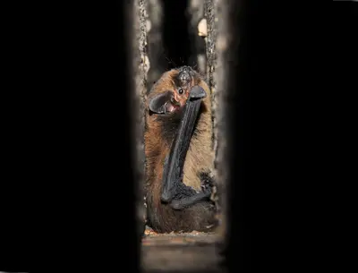 KI generiert: Das Bild zeigt eine Fledermaus, die in einem engen Spalt sitzt. Sie ist von dunkler Umgebung umgeben und schaut in die Kamera.